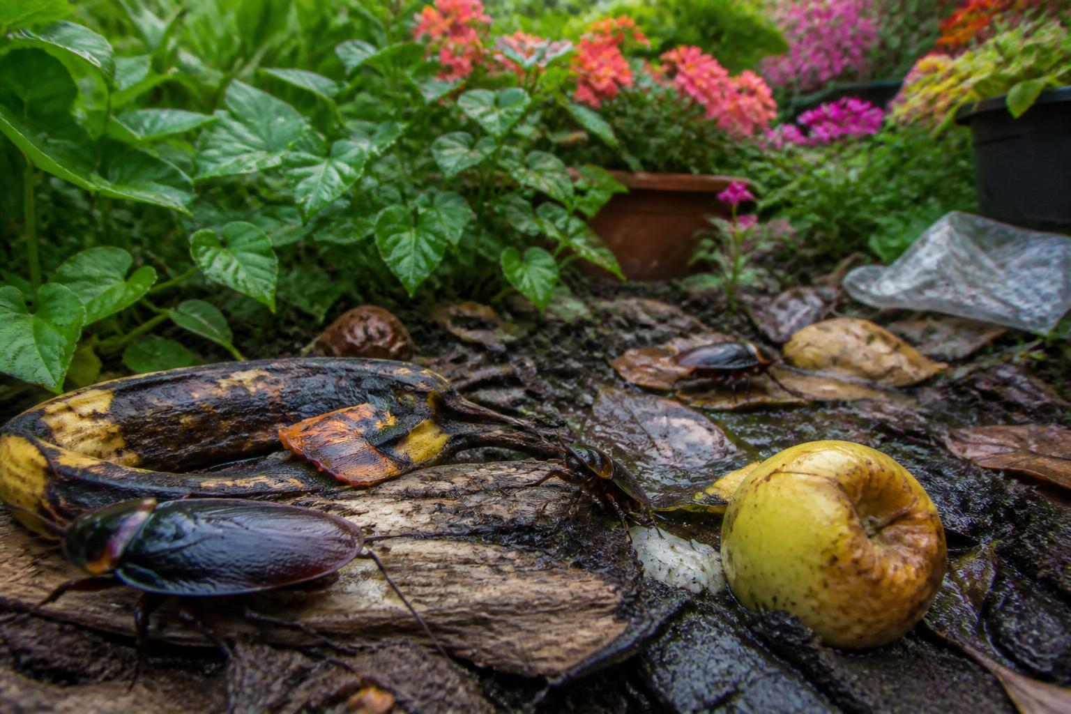 découvrez les risques sanitaires et environnementaux liés à la présence de cafards dans les jardins, et apprenez comment protéger votre espace extérieur efficacement.