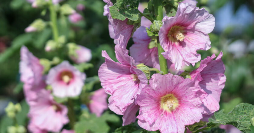 Quand semer des roses trémières et réussir leur culture facilement