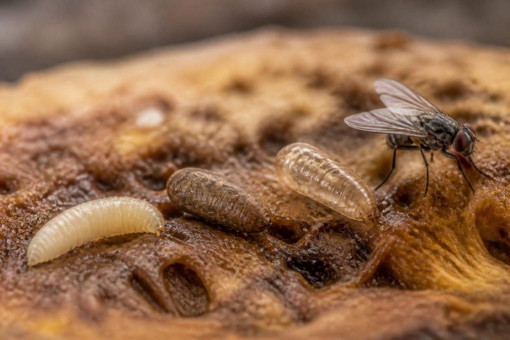 découvrez le cycle de vie fascinant des insectes en explorant combien de temps un asticot met pour devenir une mouche, de la larve à l'insecte volant.