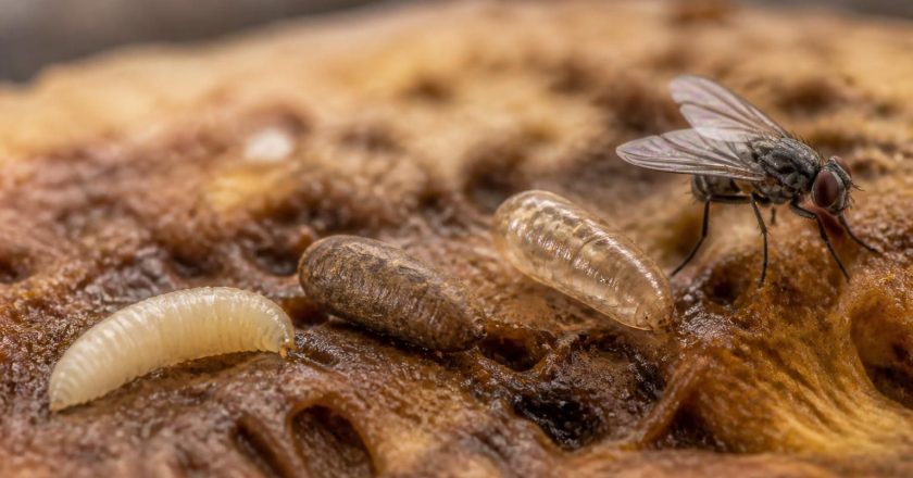 En combien de temps un asticot devient une mouche : un voyage fascinant dans le monde des insectes