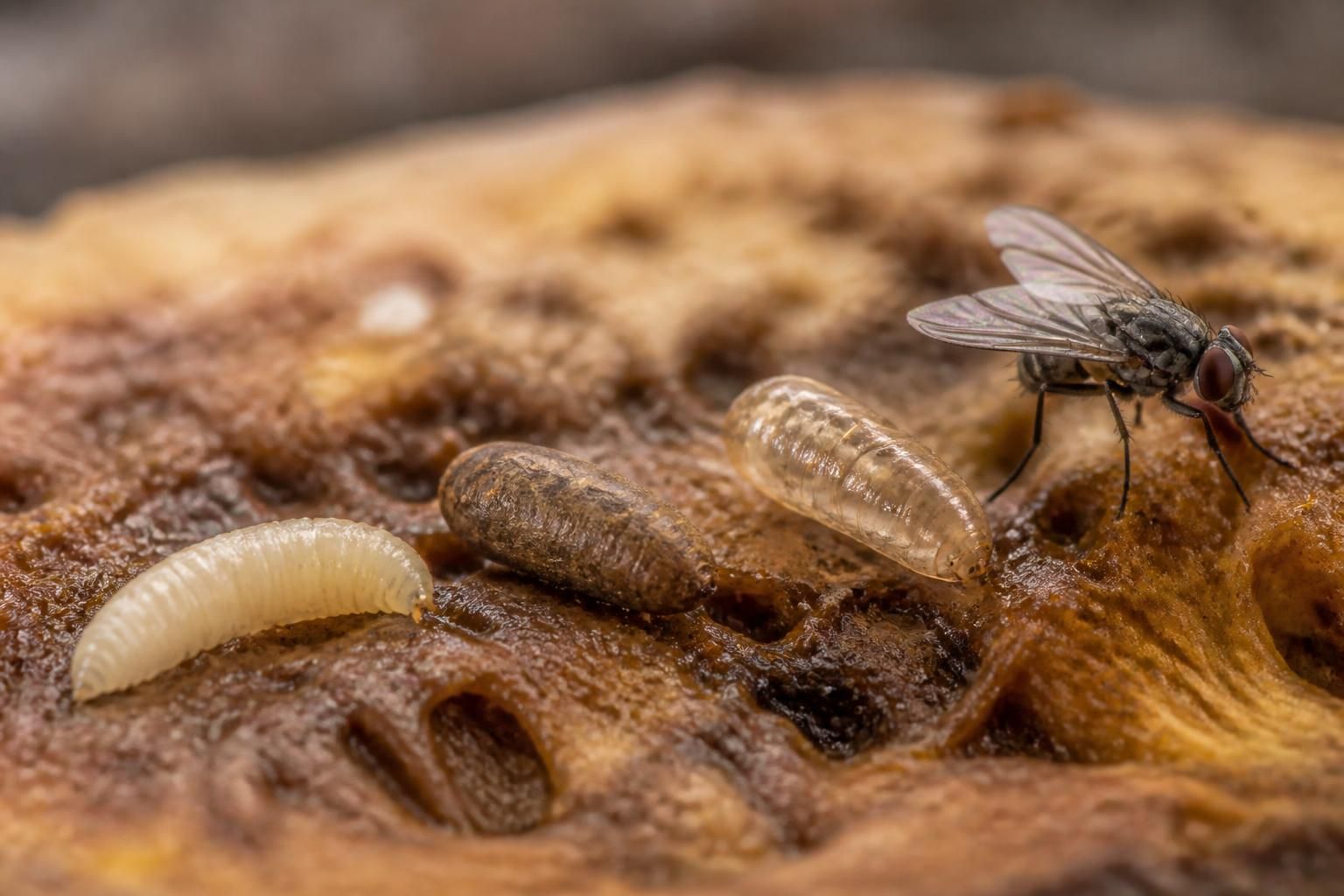 découvrez le cycle de vie fascinant des insectes en explorant combien de temps un asticot met pour devenir une mouche, de la larve à l'insecte volant.
