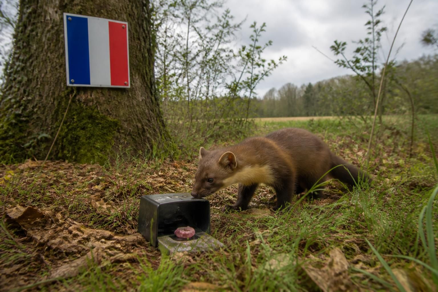 découvrez la législation française concernant l'utilisation des poisons mortels pour la fouine, les règles en vigueur et les précautions à respecter.