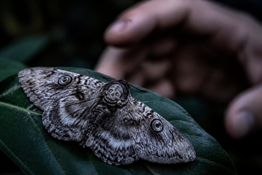 découvrez pourquoi le papillon de nuit peut être dangereux et apprenez les précautions essentielles à prendre pour vous en protéger efficacement.