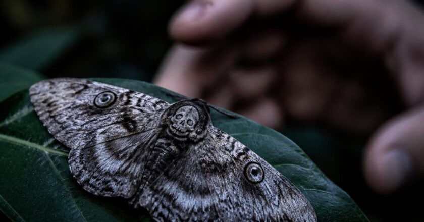 Le papillon de nuit est dangereux, voici ce que vous devez savoir