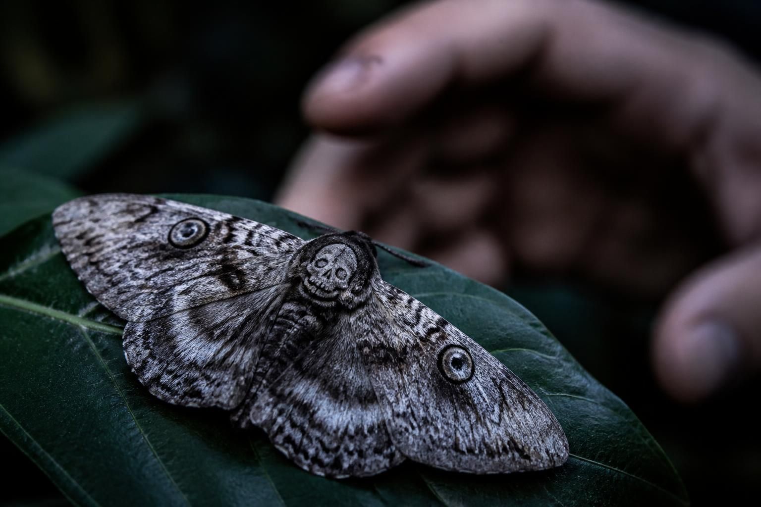 découvrez pourquoi le papillon de nuit peut être dangereux et apprenez les précautions essentielles à prendre pour vous en protéger efficacement.