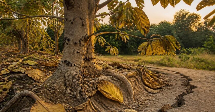 Les inconvénients du Paulownia qui pourraient vous surprendre
