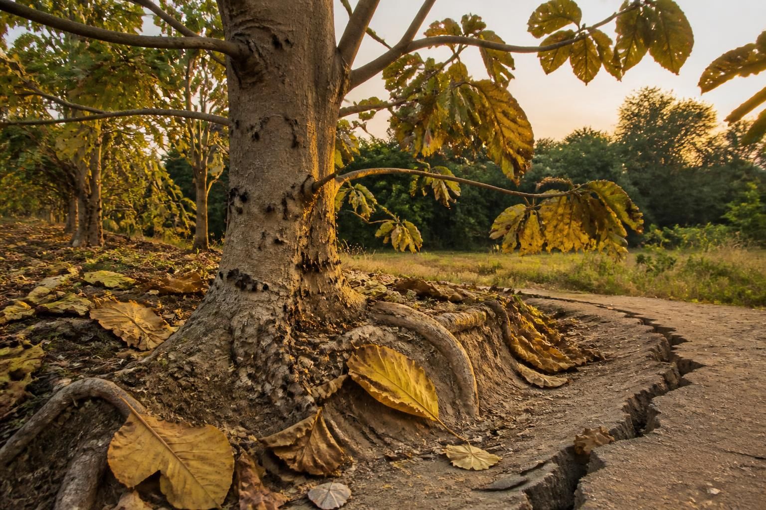 découvrez les inconvénients méconnus du paulownia et les surprises qu'il réserve avant de l'adopter.