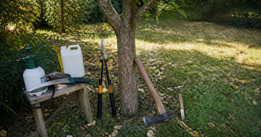 Les outils indispensables pour apprendre comment faire crever un arbre gênant