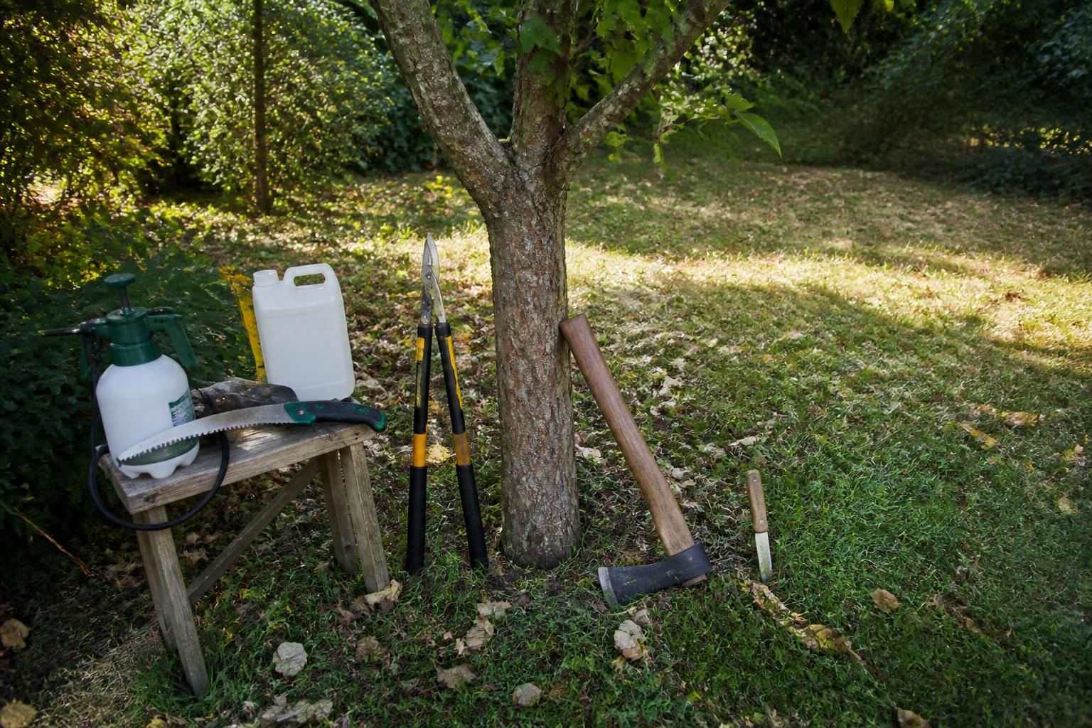 découvrez les outils indispensables pour apprendre à abattre un arbre gênant en toute sécurité et efficacité. guide pratique pour maîtriser chaque étape du processus.