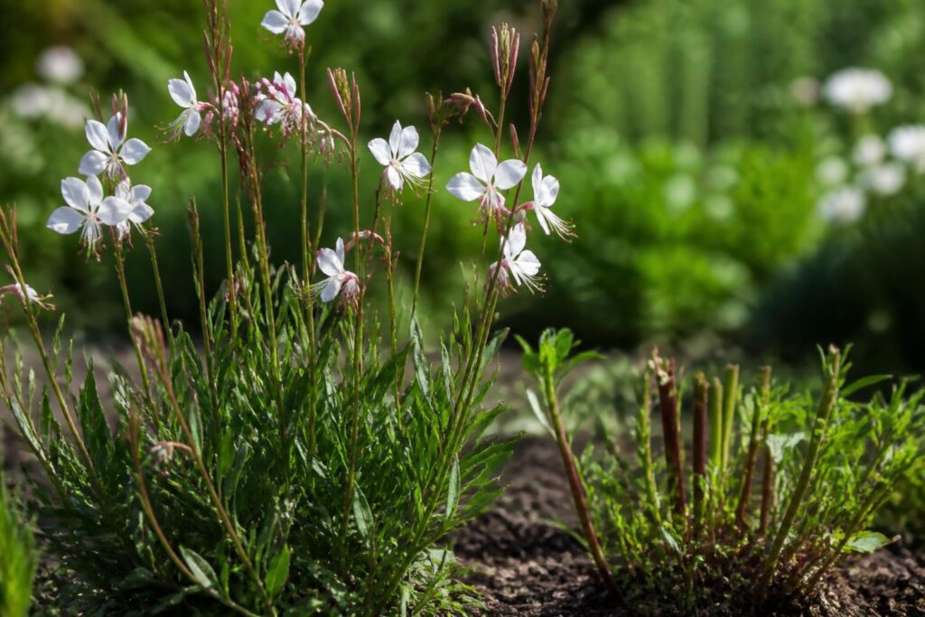 découvrez les techniques essentielles pour tailler le gaura et favoriser une croissance saine et vigoureuse de cette plante élégante.