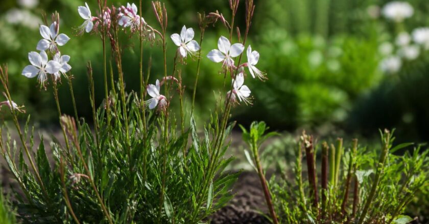 Les secrets de la taille du gaura pour une croissance vigoureuse