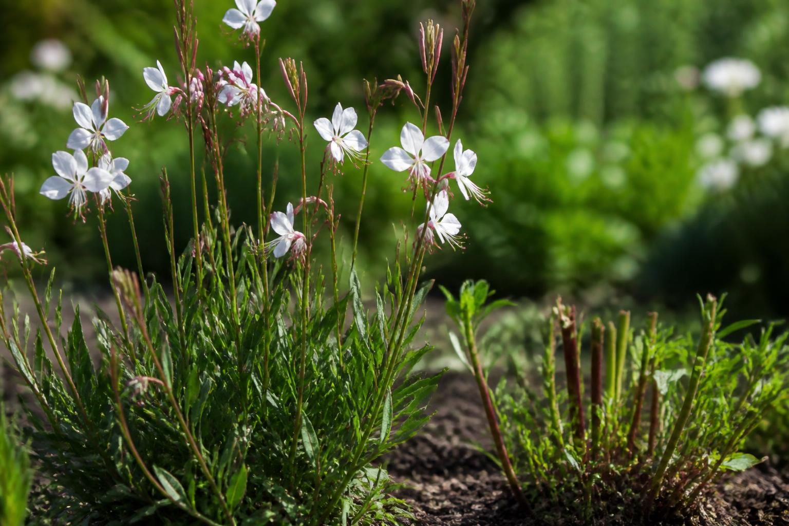 découvrez les techniques essentielles pour tailler le gaura et favoriser une croissance saine et vigoureuse de cette plante élégante.