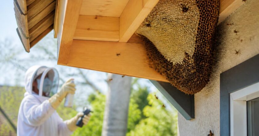 Nid d’abeille sous toiture : comment réagir sans danger