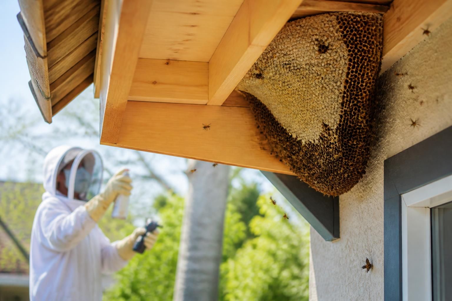 découvrez comment identifier et gérer en toute sécurité un nid d’abeille sous votre toiture, avec des conseils pratiques pour éviter les risques et protéger votre habitat.