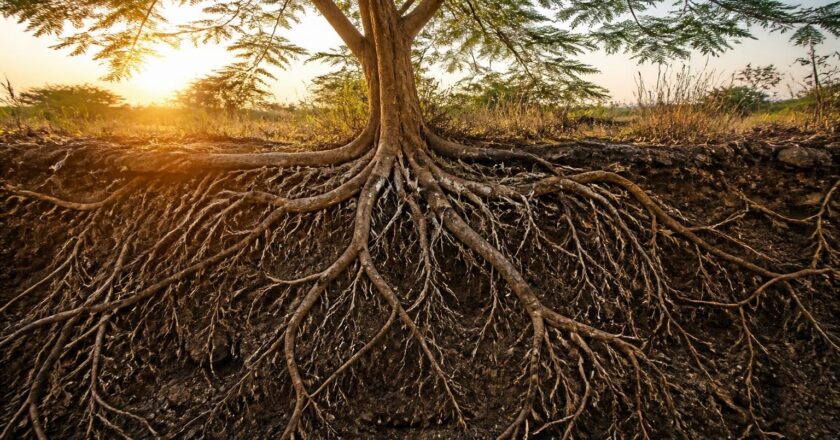 Racines de l&rsquo;Albizia : mythes et réalités à connaître