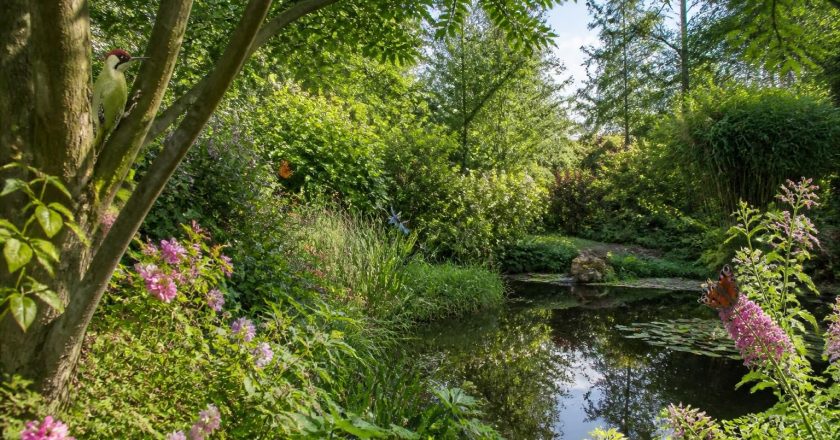 Les meilleurs avis sur le jardin du pic vert : une plongée dans la nature