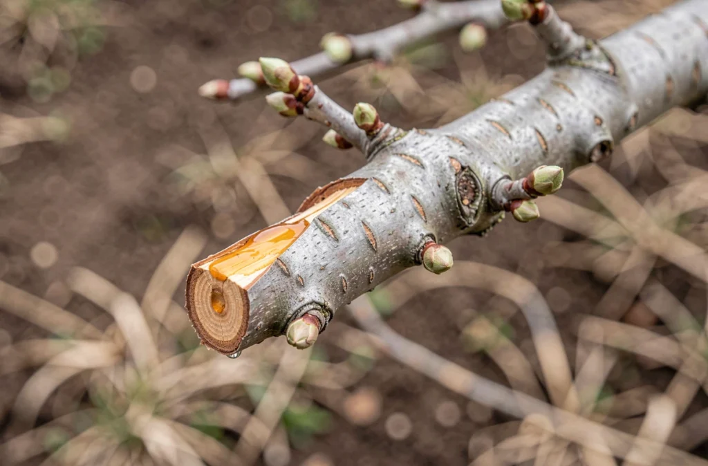 Gros plan sur une branche de cerisier fraîchement taillée avec des bourgeons naissants et de la sève naturelle